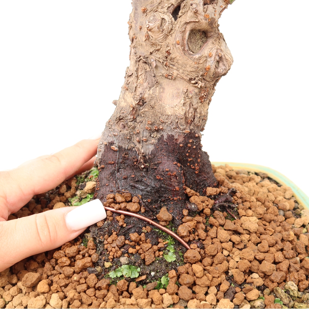 Bonsai voor buiten – Japanse abrikoos – Prunus Mume