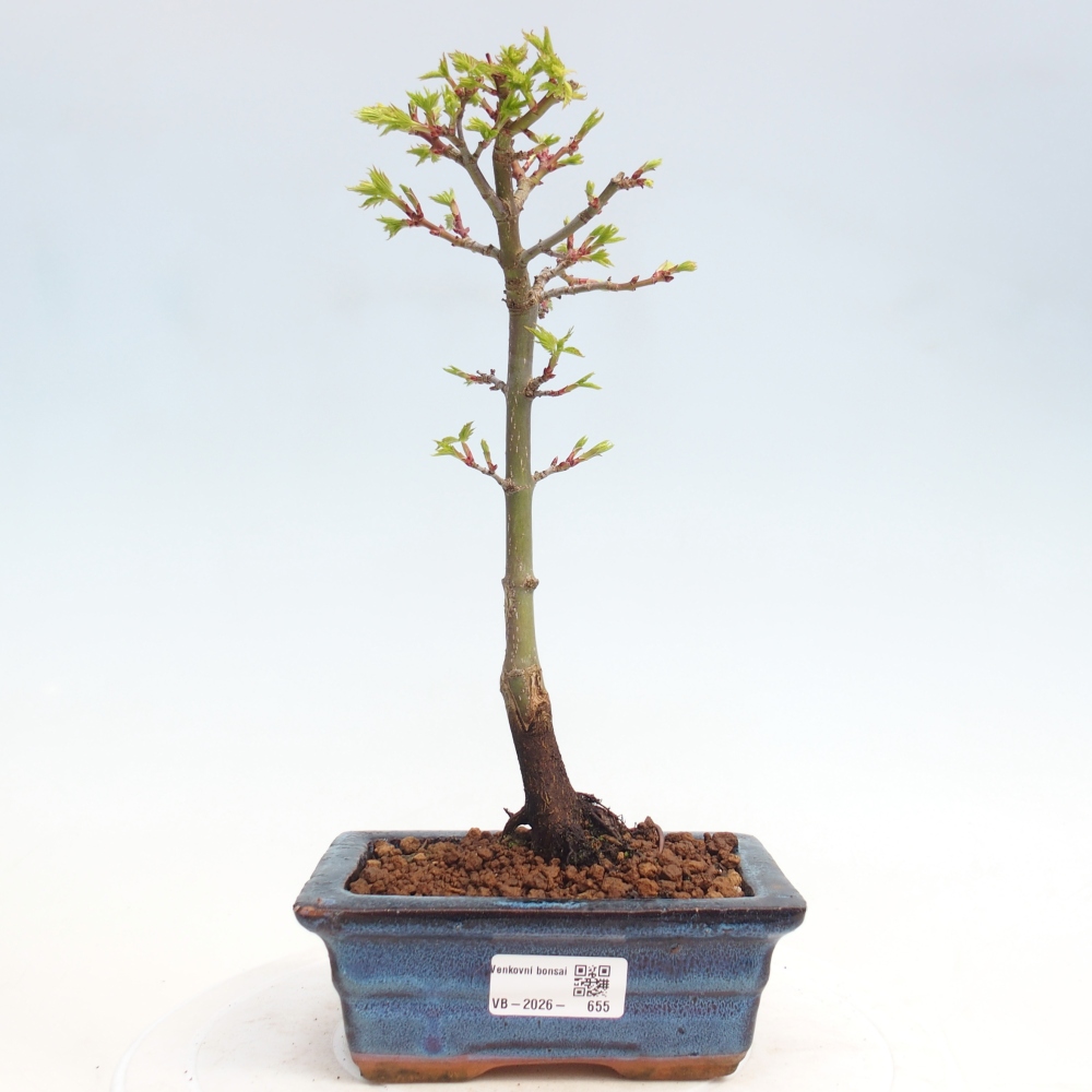 Bonsai voor buiten -Javor kleinbladige SHISHIGASHIRA