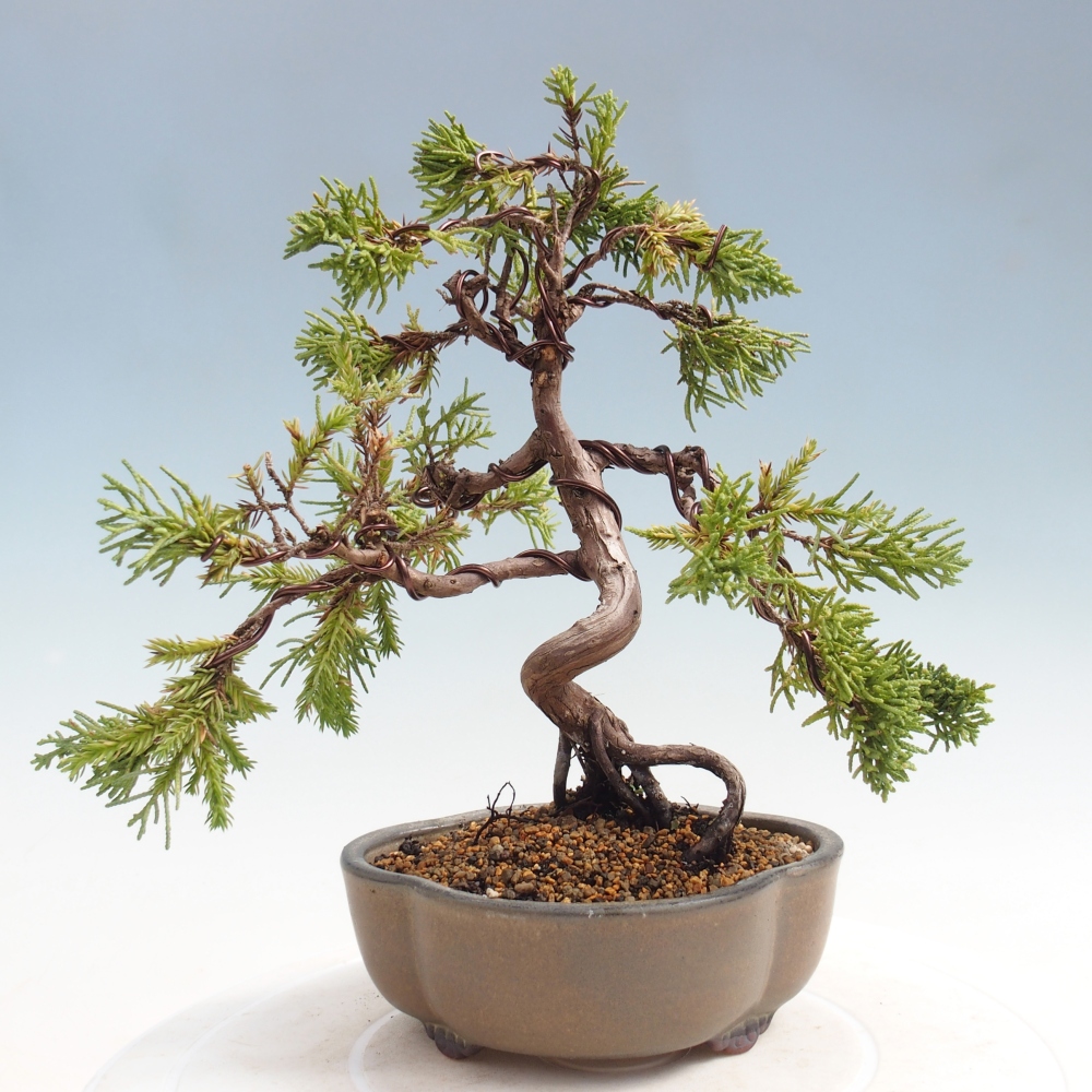 Bonsai voor buiten - Juniperus chinensis Kishu