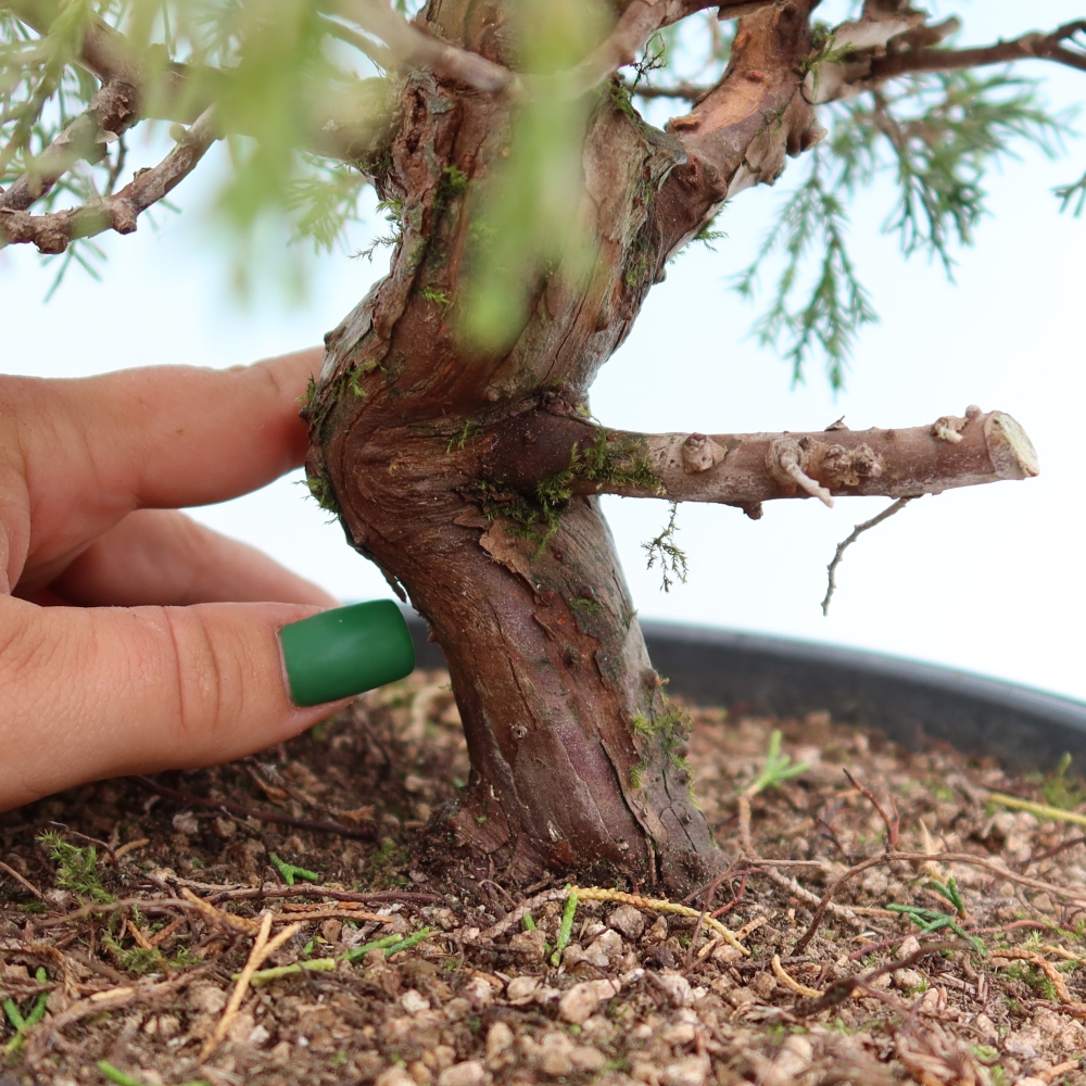 Bonsai voor buiten - Juniperus chinensis Itoigawa-Juniperus chinensis
