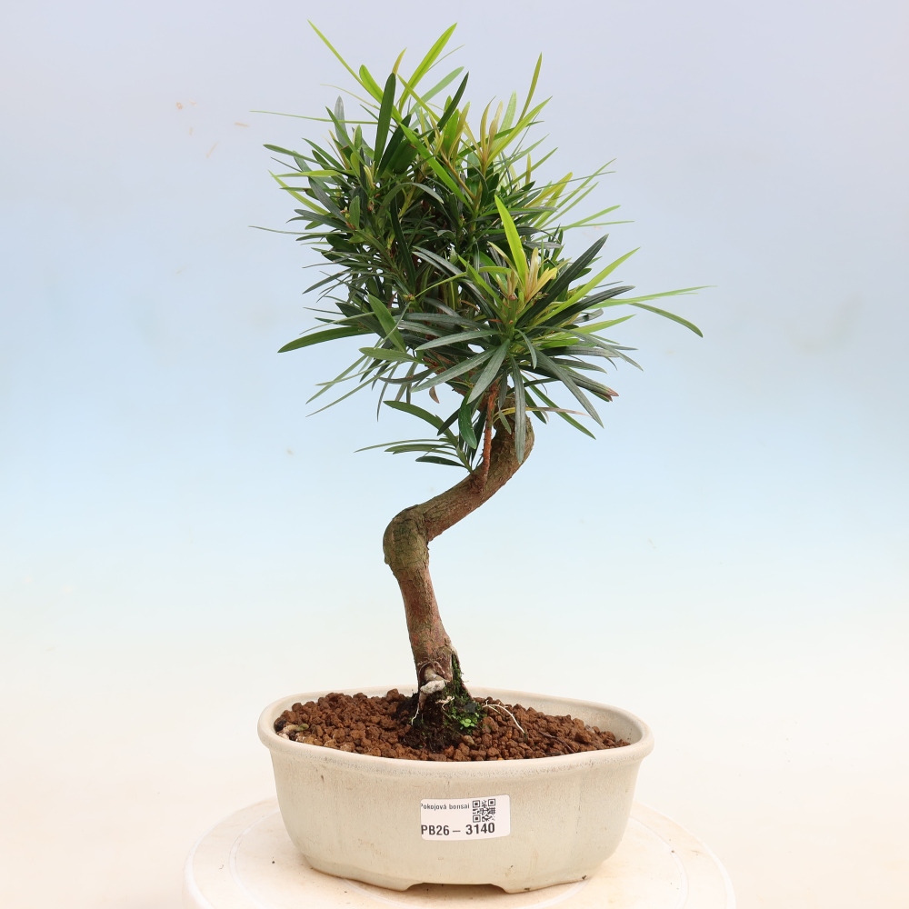 Kamerbonsai - Podocarpus - Taxus