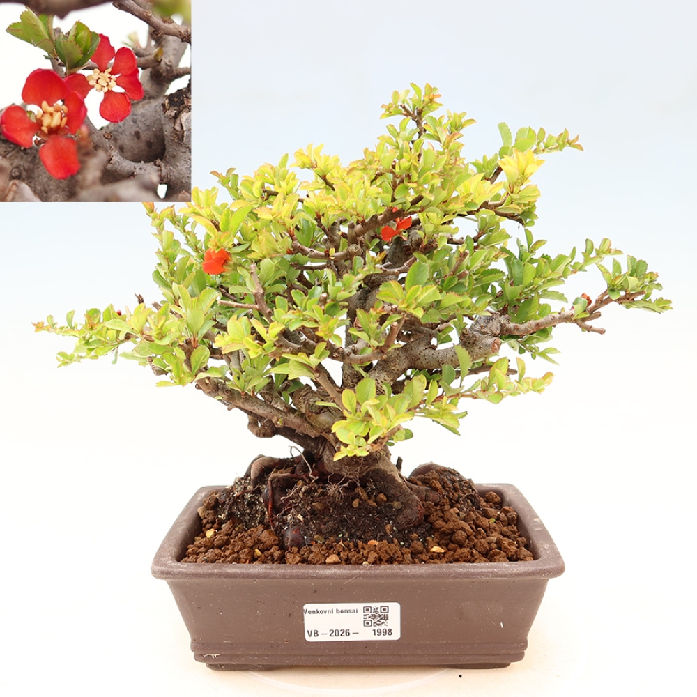 Bonsai voor buiten - Chaneomeles speciosa Chojubai