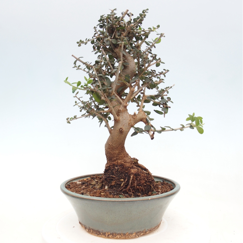 Bonsai voor binnen - Olea europaea sylvestris