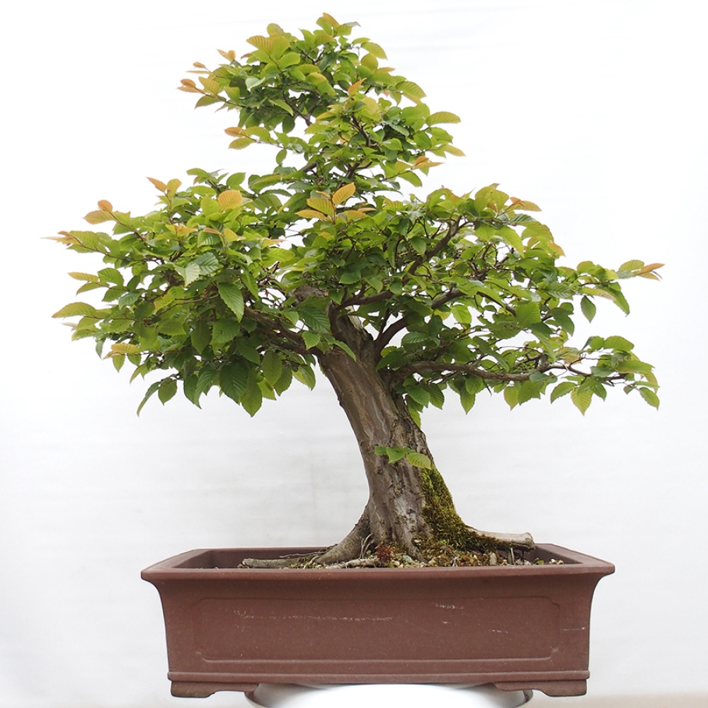 Bonsai voor buiten - Haagbeuk - Carpinus betulus