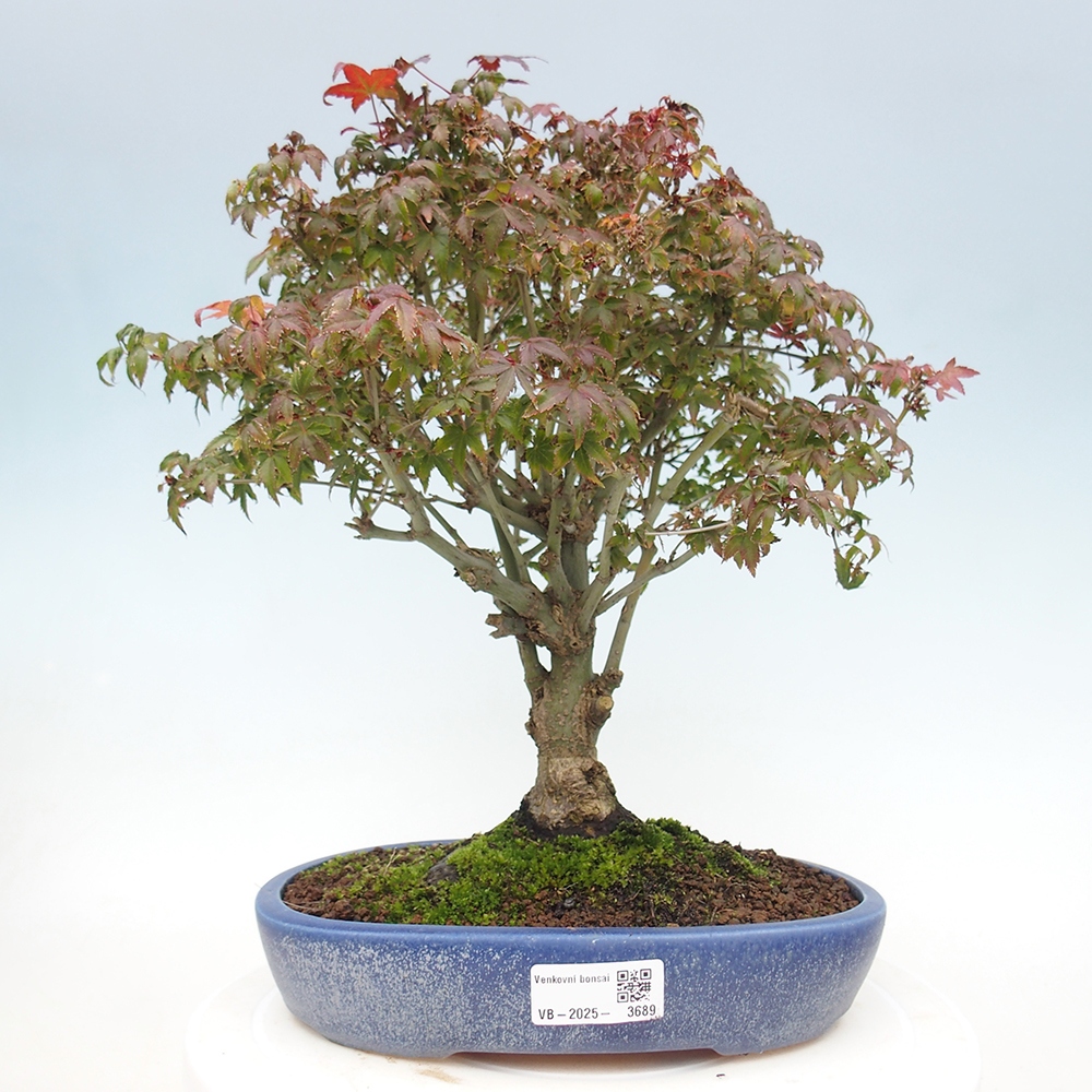Acer palmatum KIOHIME - Palmeta-esdoorn