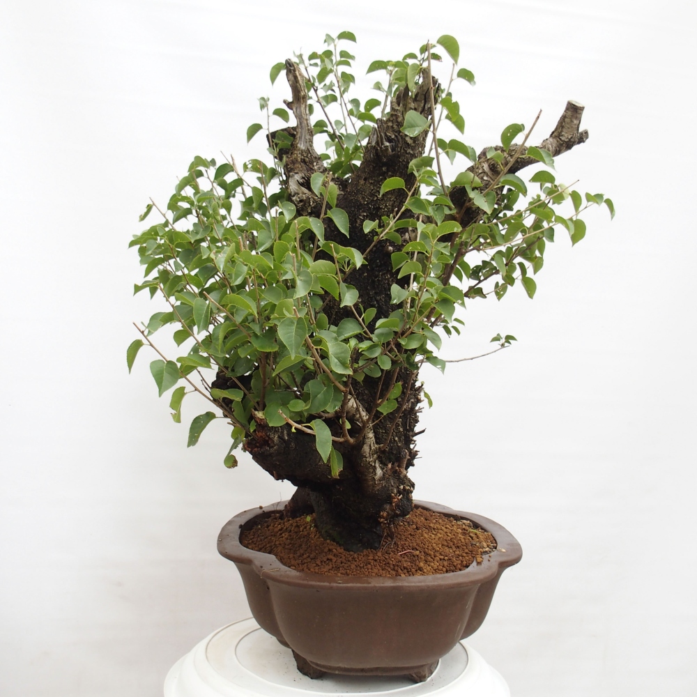 Bonsai voor buiten - Mahalebka - Prunus mahaleb