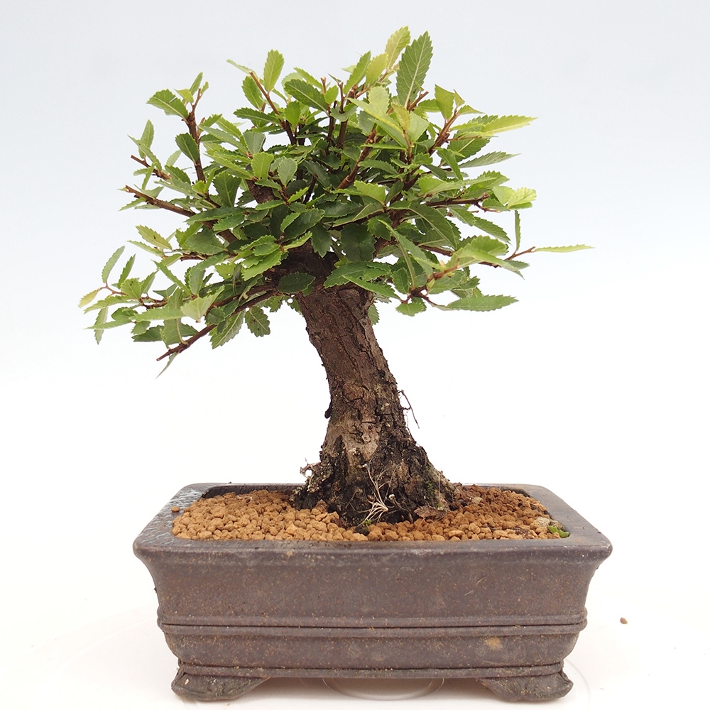 Bonsai voor buiten - Zelkova - Zelkova NIRE