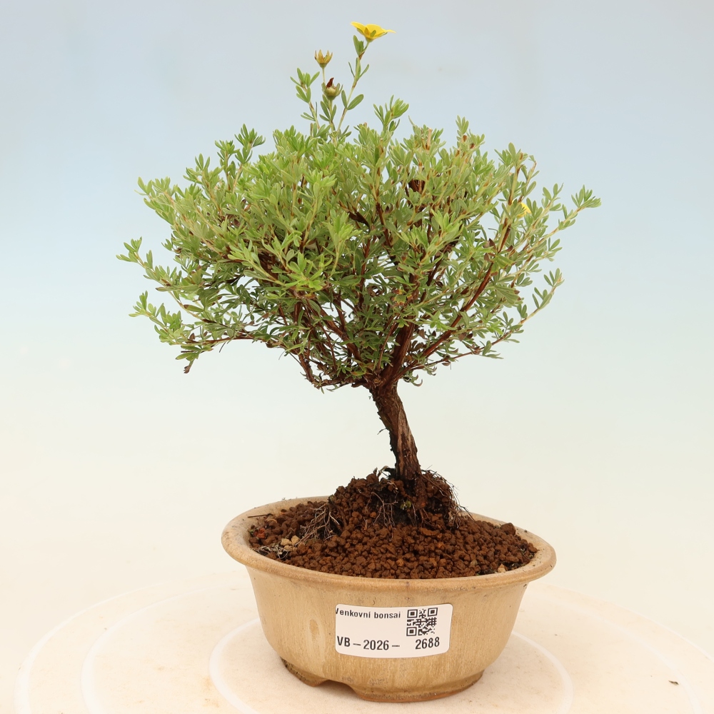 Bonsai voor buiten – Struikpotentilla – Potentilla fruticosa ‘Goldkissen’