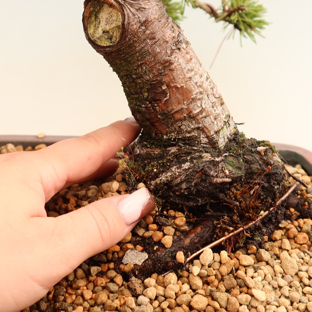 Bonsai voor buiten - Pinus mugo Humpy  - Bergden