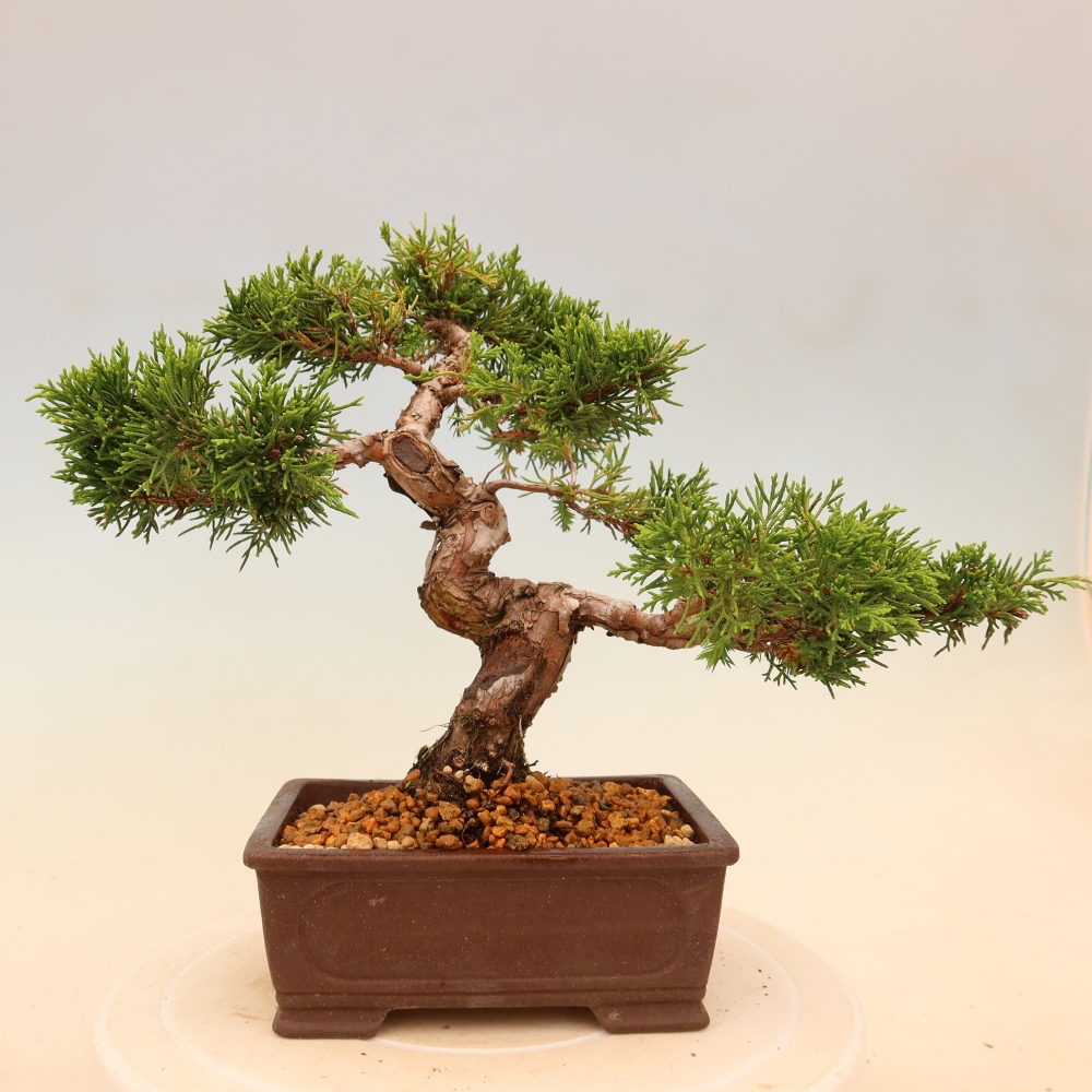Bonsai voor buiten - Juniperus chinensis Itoigawa