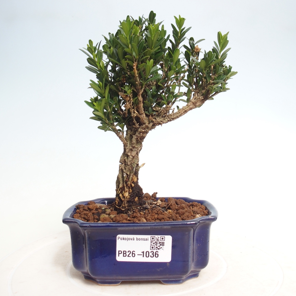 Kamerbonsai - Buxus harlandii - kurk buxus