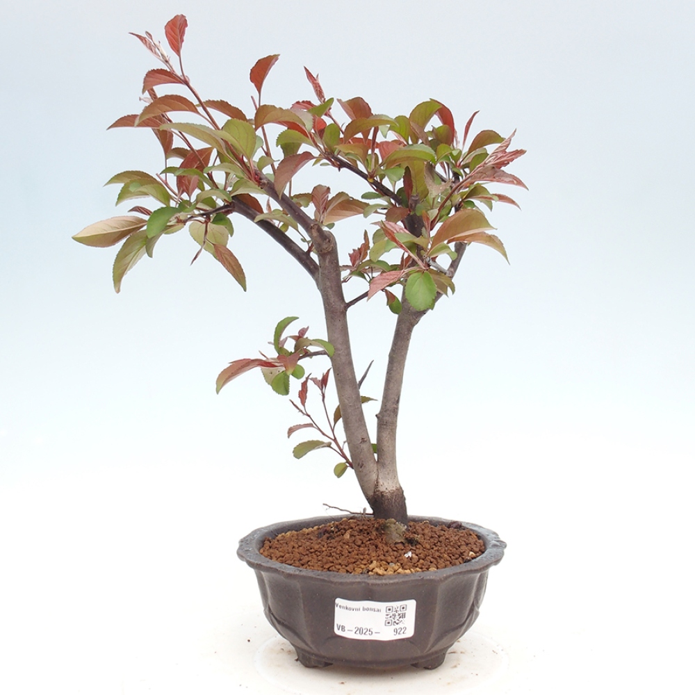 Bonsai voor buiten -Malus domestica - Roodbladige appelboom met kleine vruchten