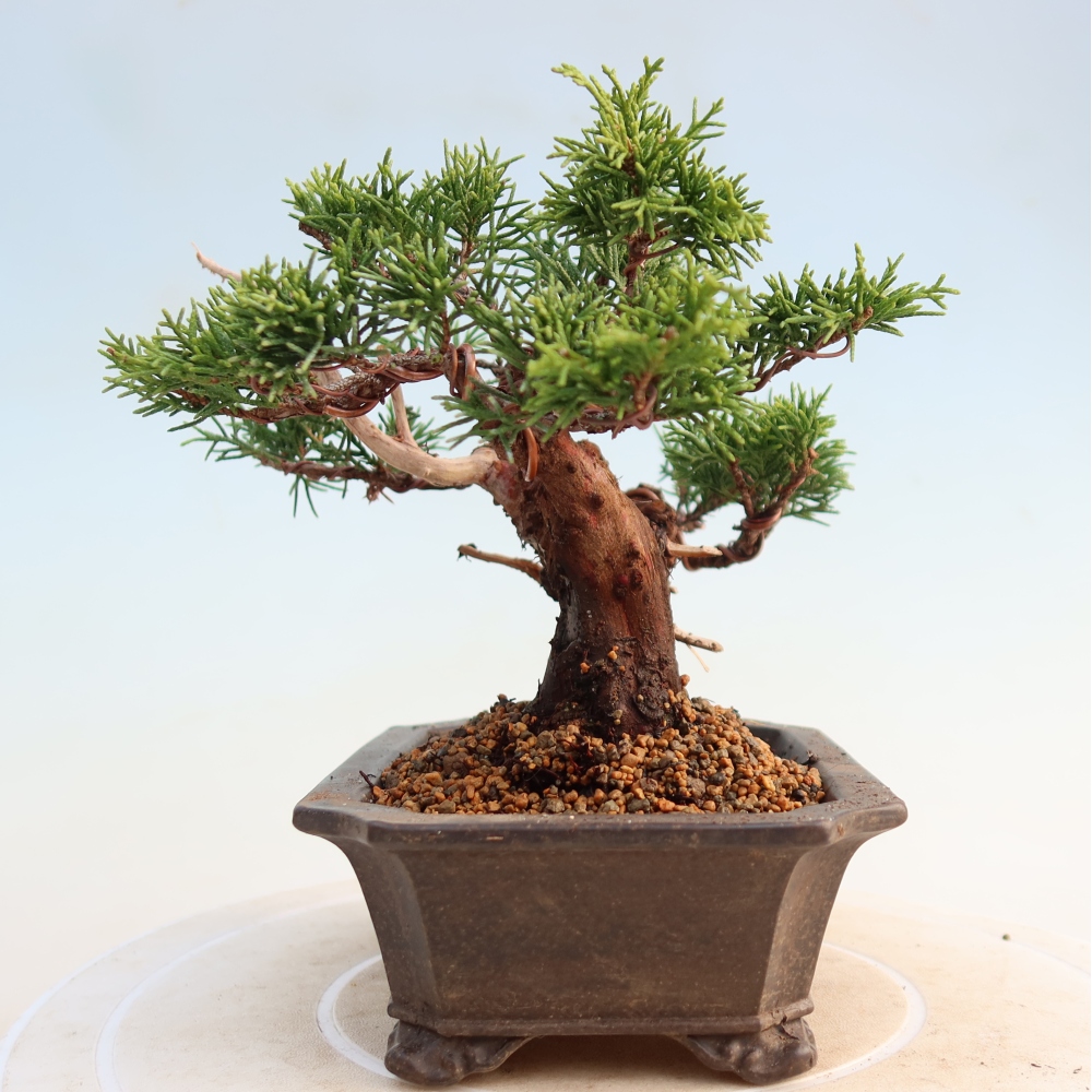 Bonsai voor buiten - Juniperus chinensis Itoigawa