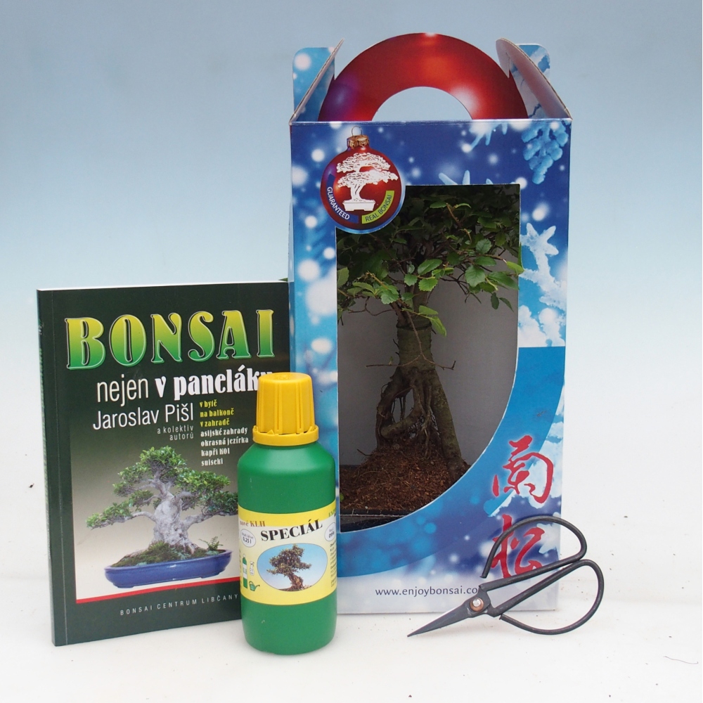 Ulmus parvifolia - Chinese iep