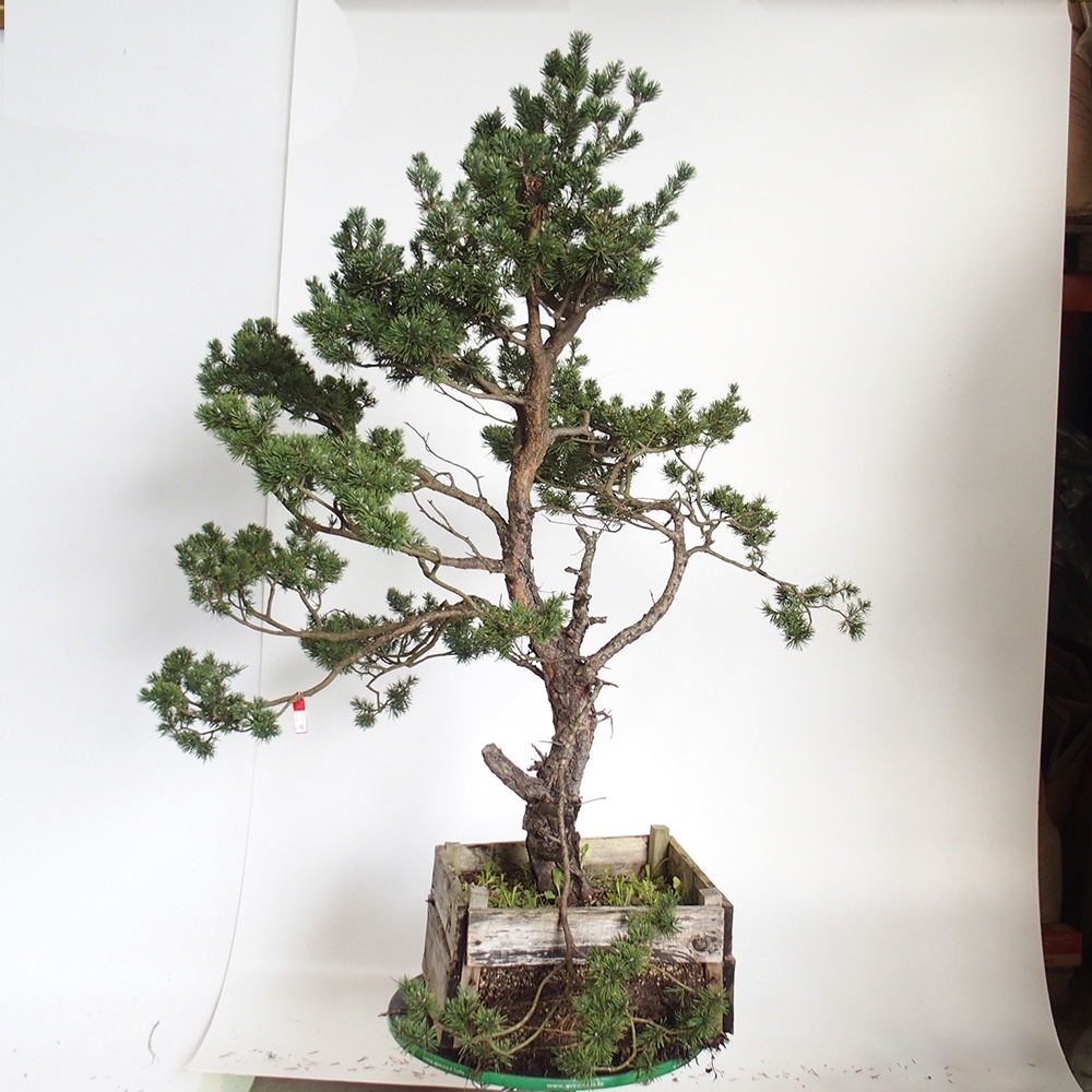 Yamadori - Pinus sylvestris Spanje