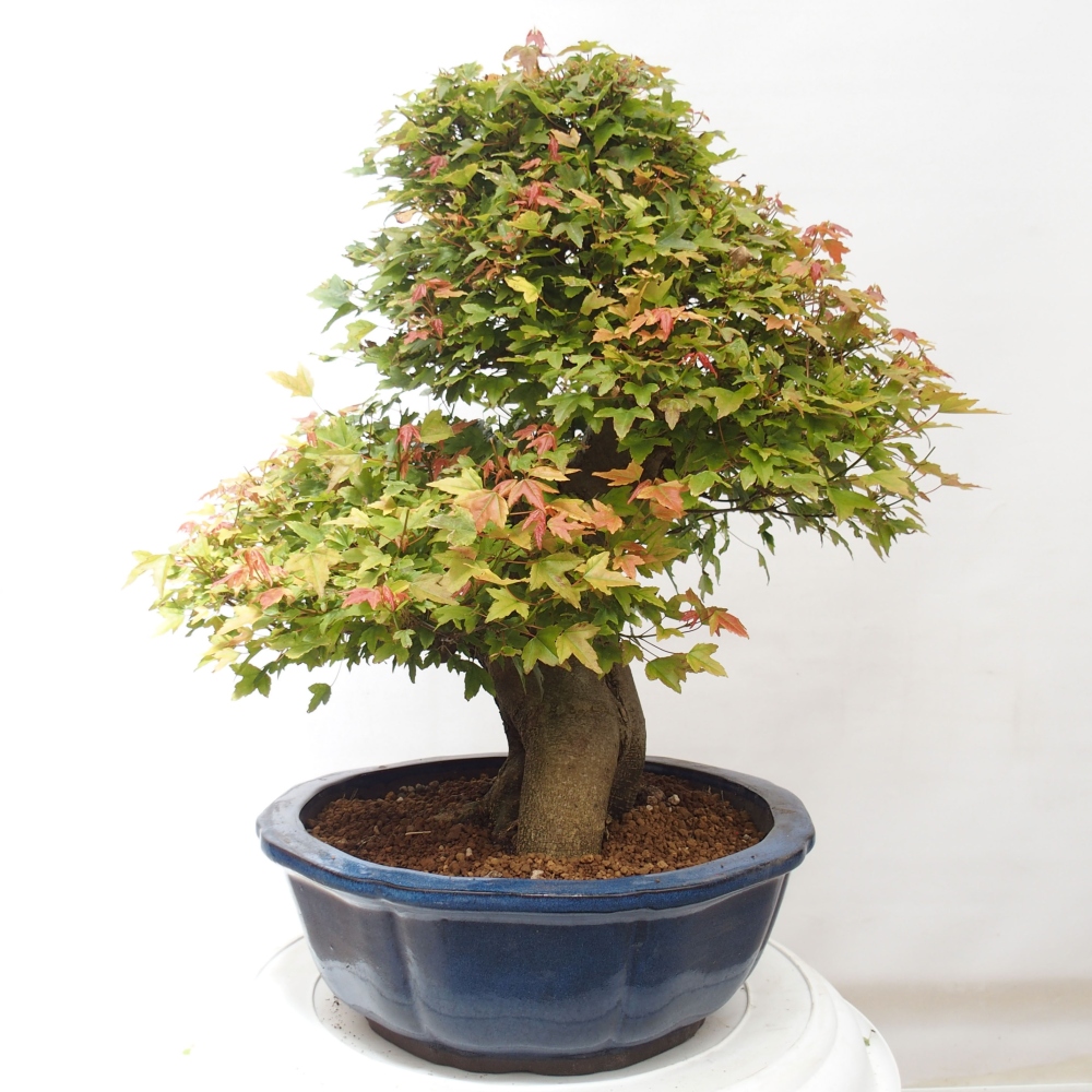 Bonsai voor buiten - Acer Buergerianum - Burgeresdoorn