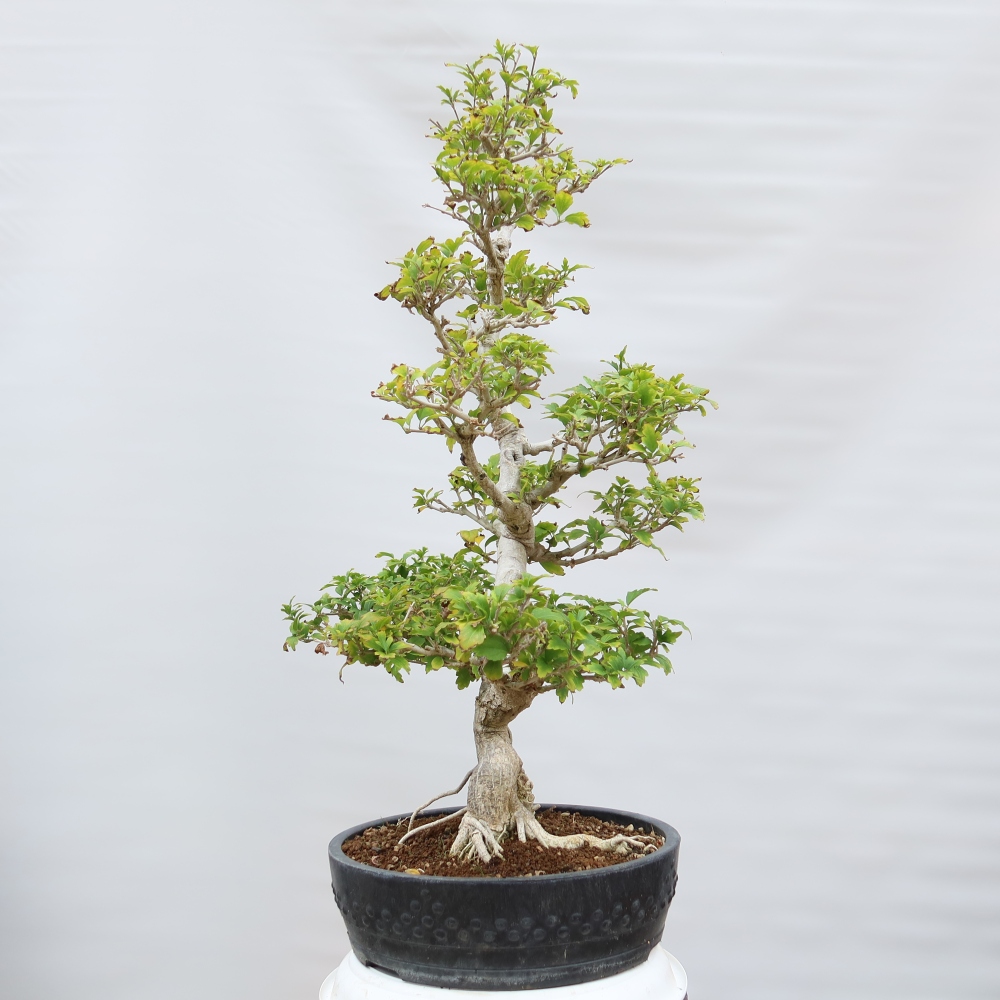 Bonsai voor buiten - Hibiscus syriacus - Syrische hibiscus