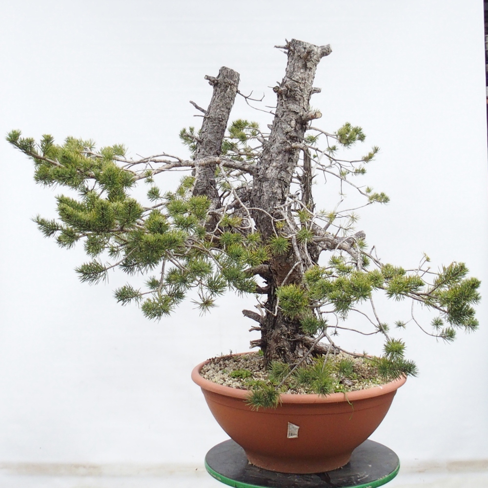 Yamadori - Pinus sylvestris Spanje