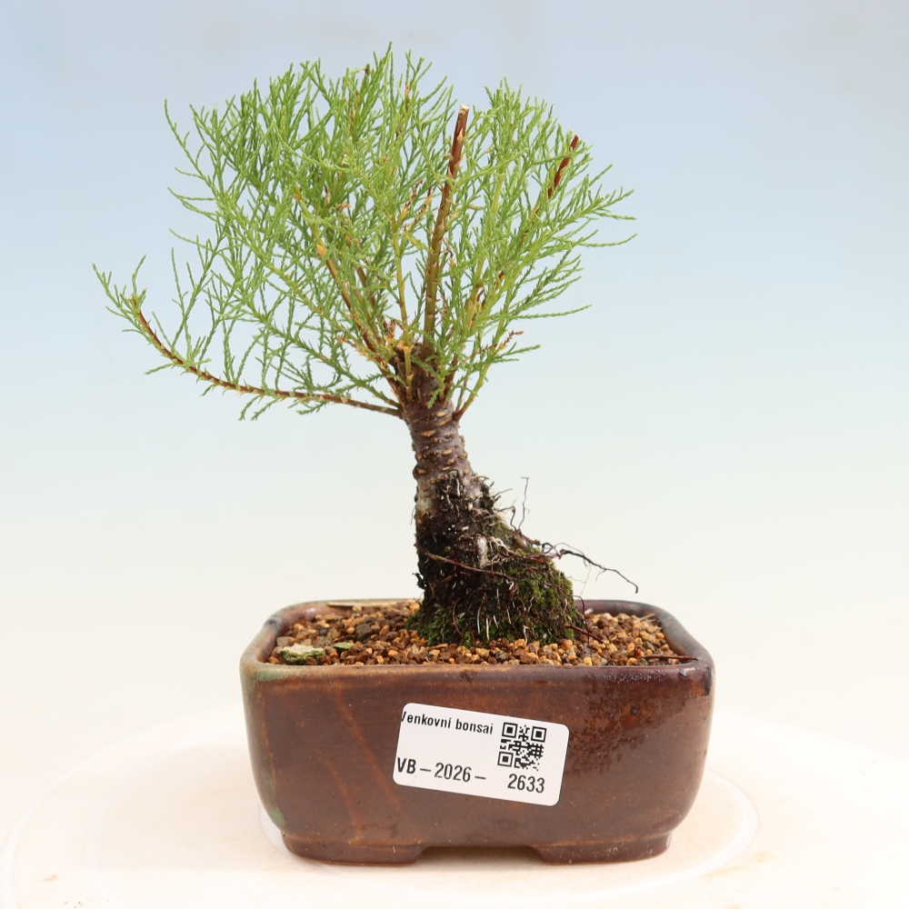 Bonsai voor buiten - Tamarisk - Tamarix