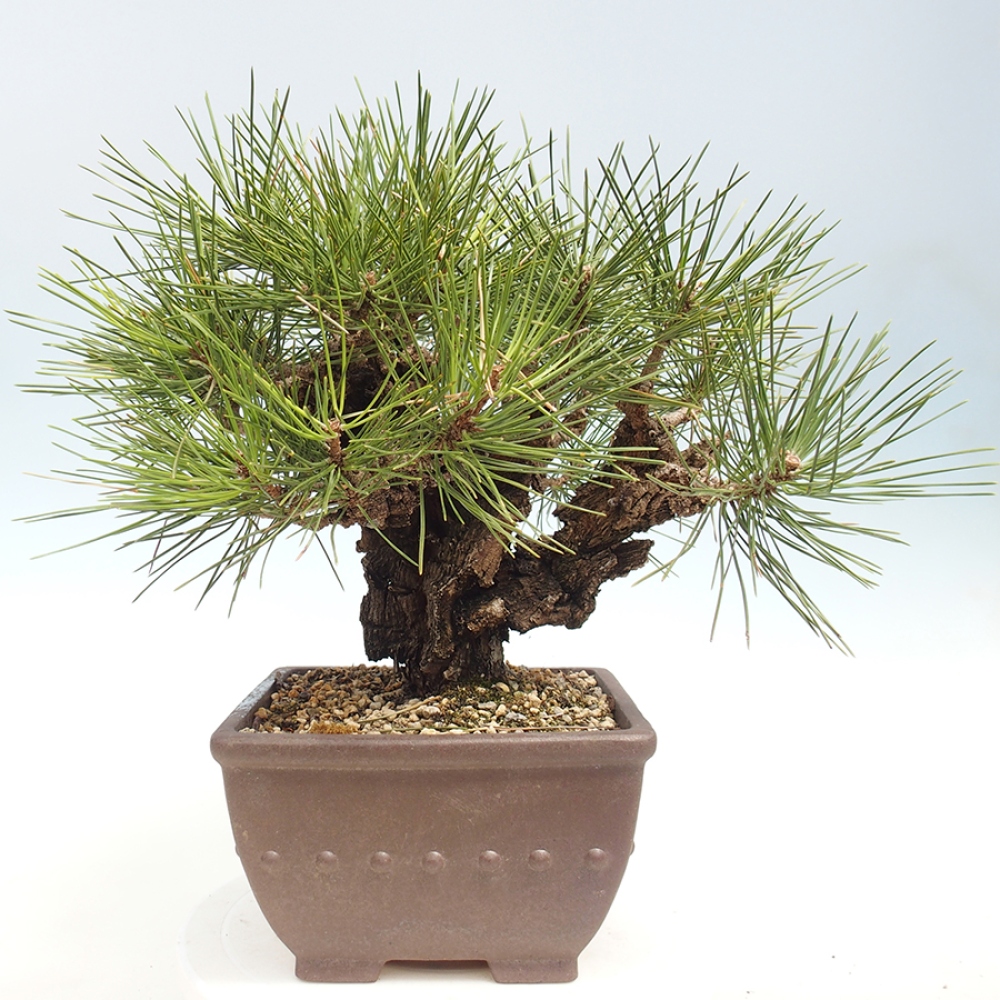 Bonsai voor buiten - Pinus thunbergii - Thunberg den