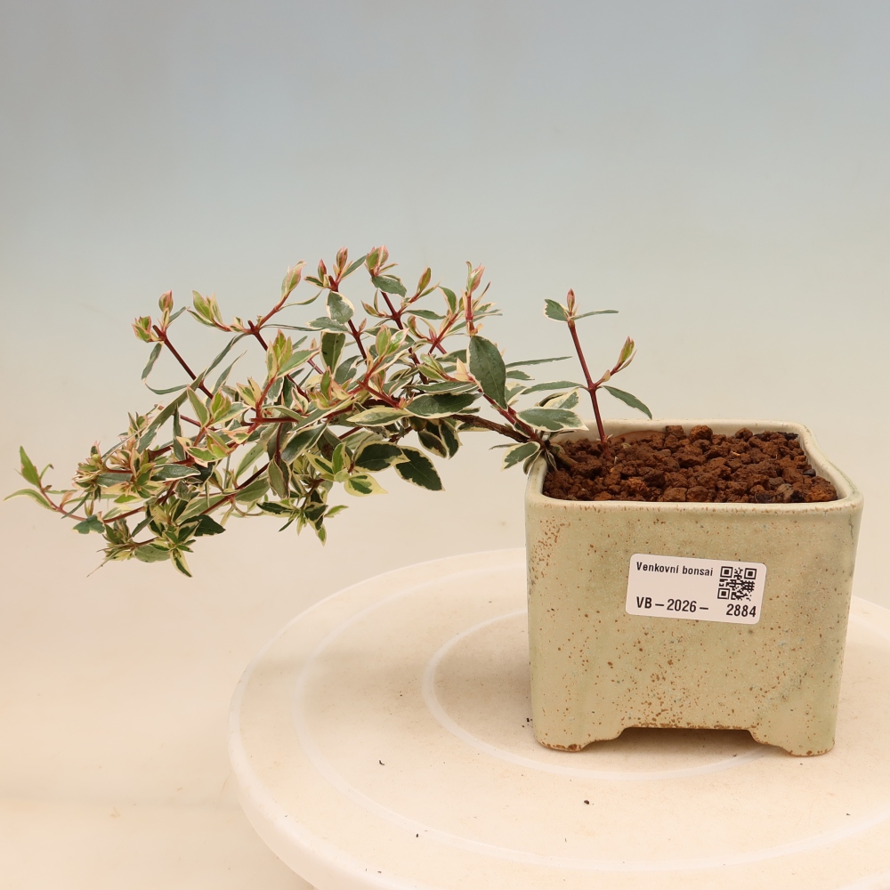 Buitenbonsai - Abelia gr. Confetti - Grootbloemige abelia