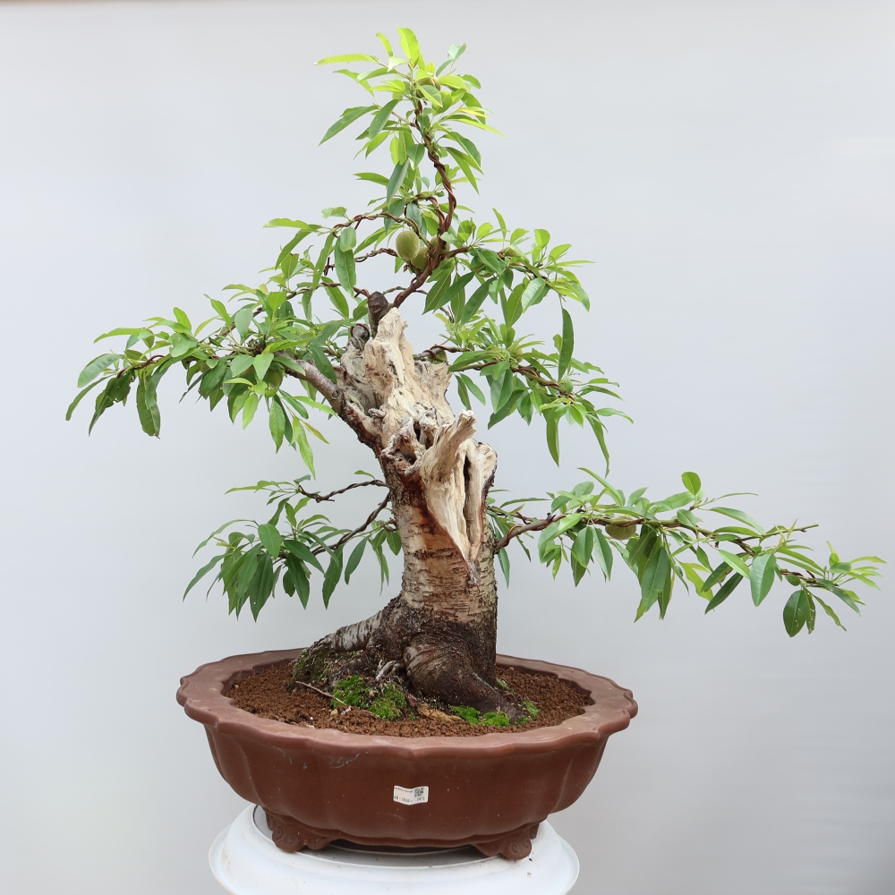 Bonsai voor buiten - Prunus dulcis – Gewone amandelboom