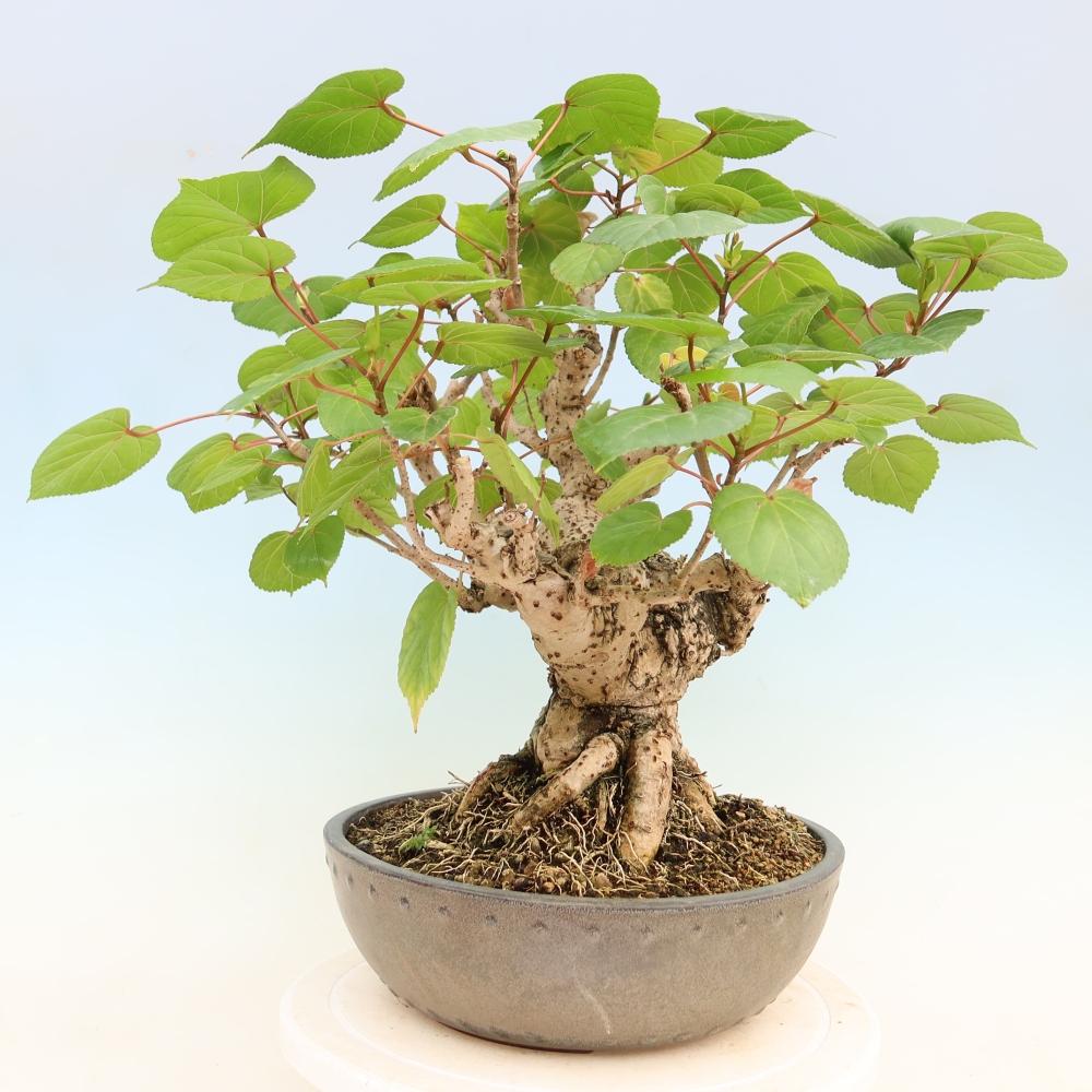 Bonsai voor binnen - Hibiscus tiliaceus - Zee Hibiscus