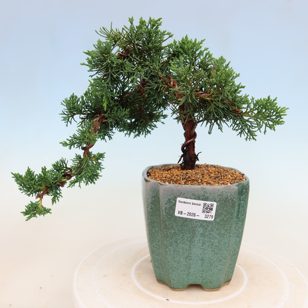 Bonsai voor buiten - Juniperus chinensis Kishu