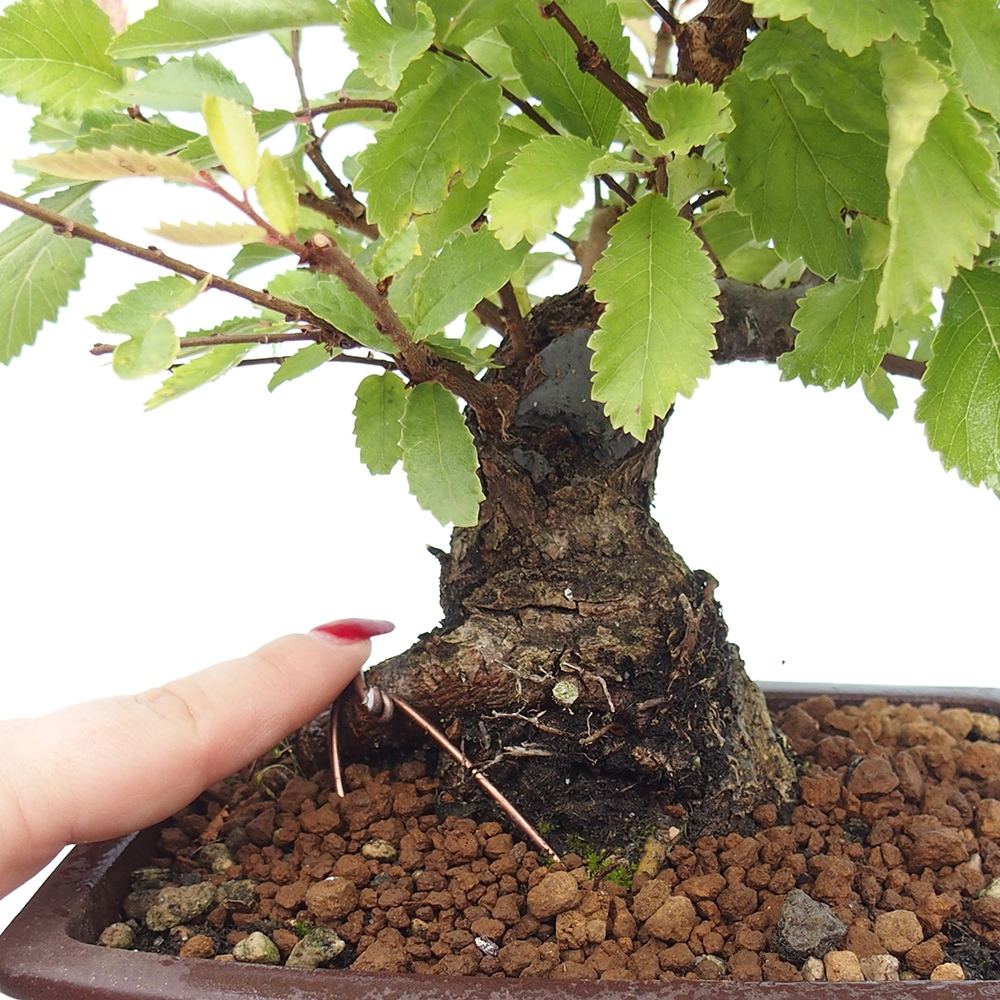 Bonsai voor buiten - Zelkova - Zelkova NIRE