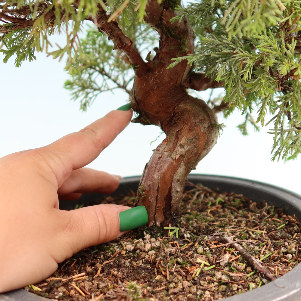 Bonsai voor buiten - Juniperus chinensis Itoigawa-Juniperus chinensis