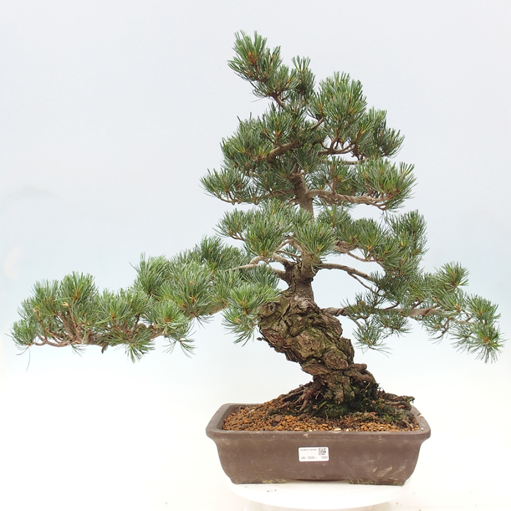 Bonsai voor buiten - Pinus parviflora - Pinus parviflora
