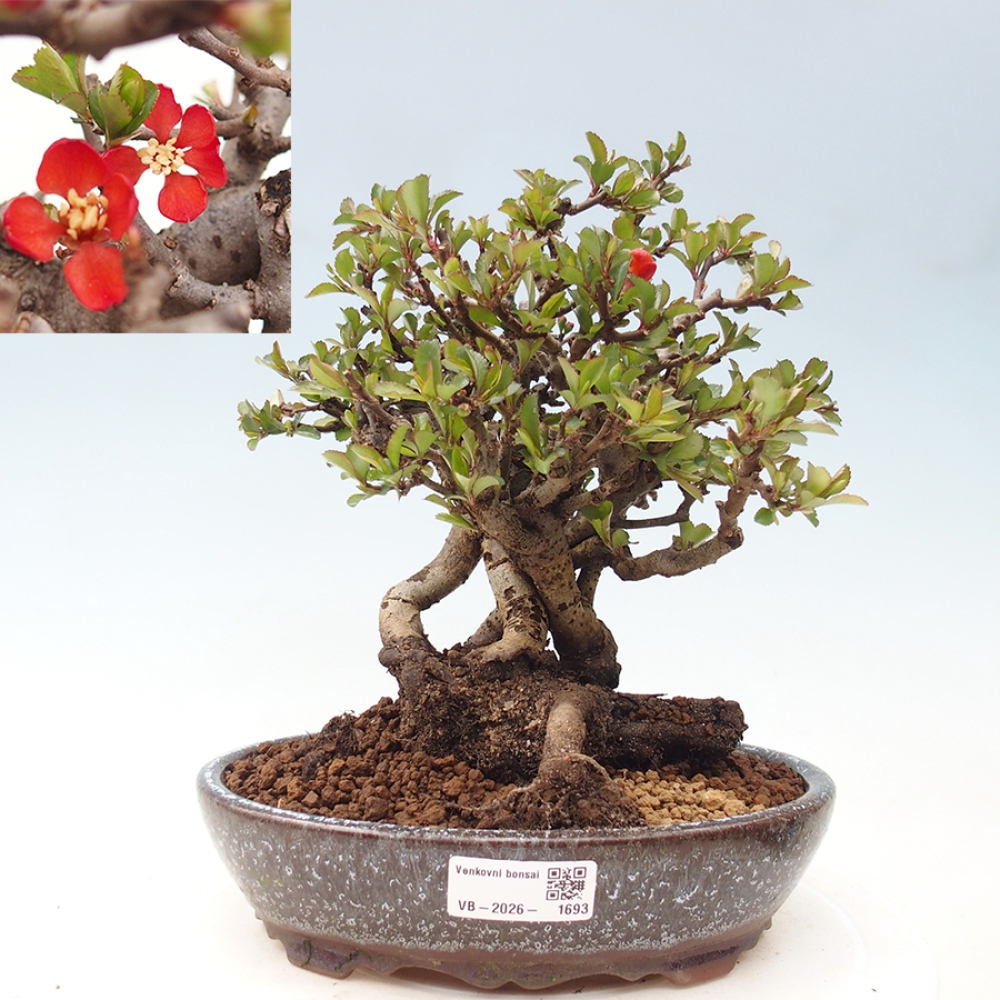 Bonsai voor buiten - Chaneomeles speciosa - Kweepeer