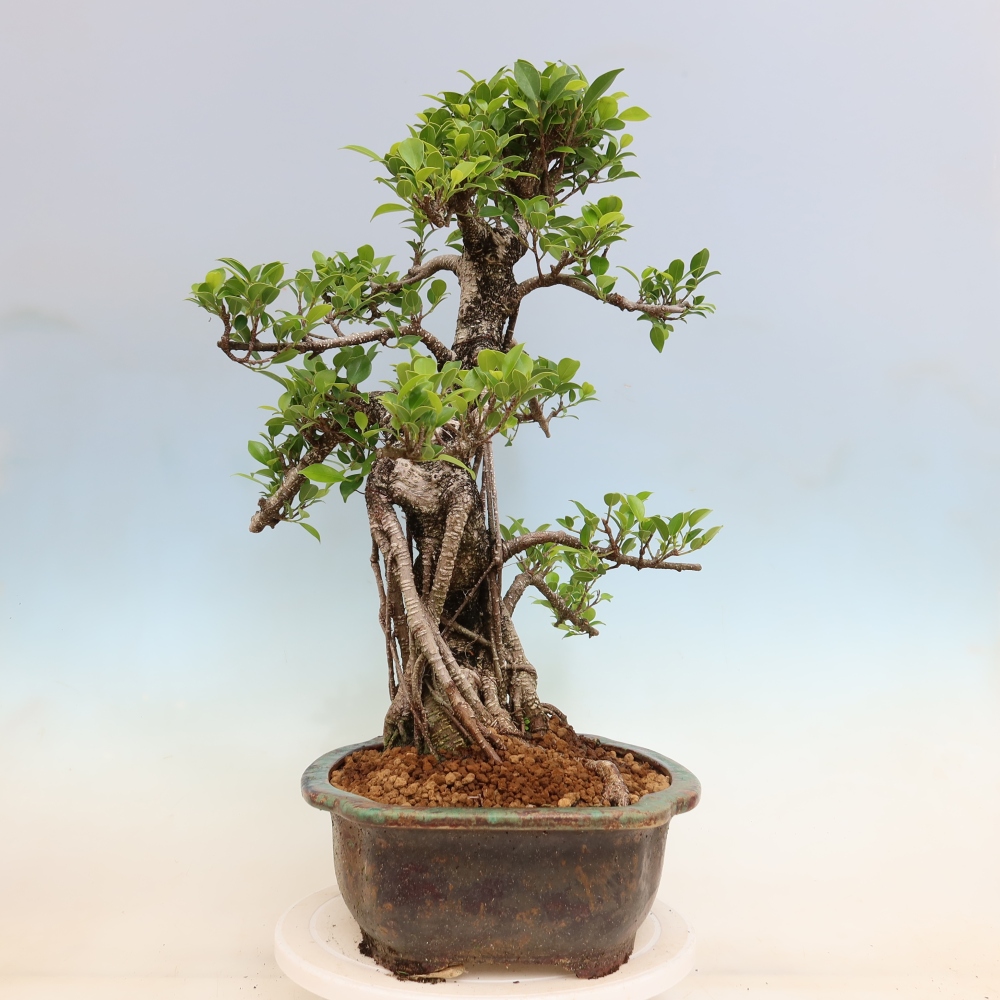 Kamerbonsai - Ficus kimmen - kleinbladige ficus