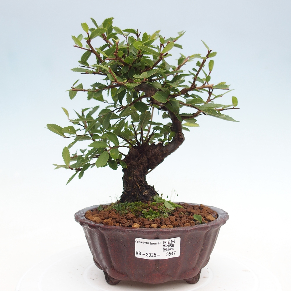 Bonsai voor buiten - Zelkova - Zelkova NIRE