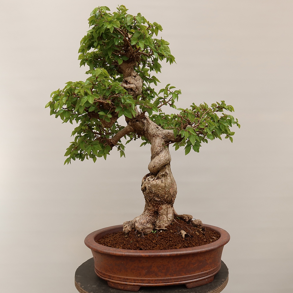 Bonsai voor buiten -Carpinus Coreana - Koreaanse haagbeuk