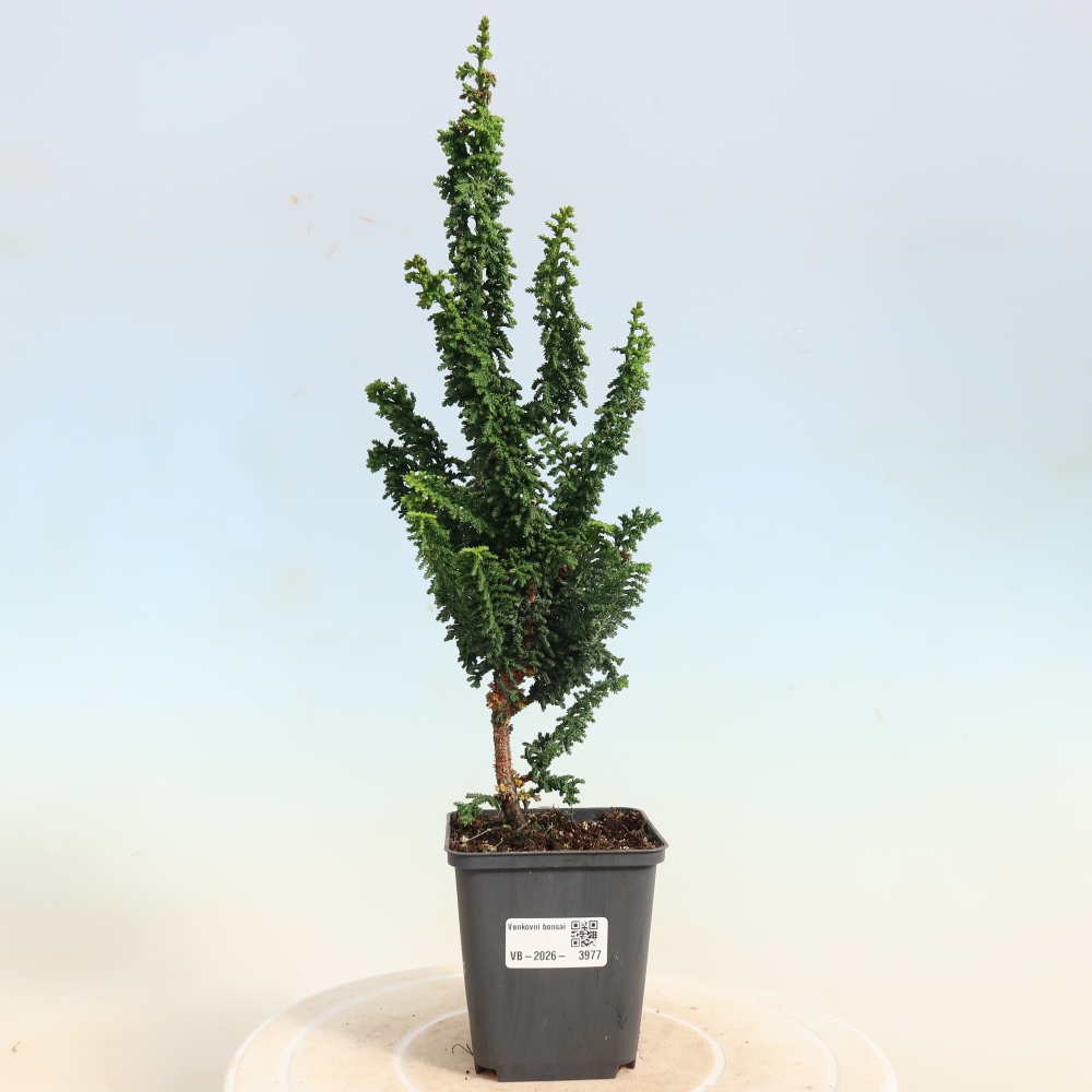 Bonsai voor buiten - Cham. obtusa SEKKA HINOKI - Cipres