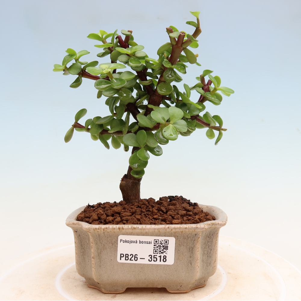 Kamerbonsai - Portulakaria Afra - Tlustice