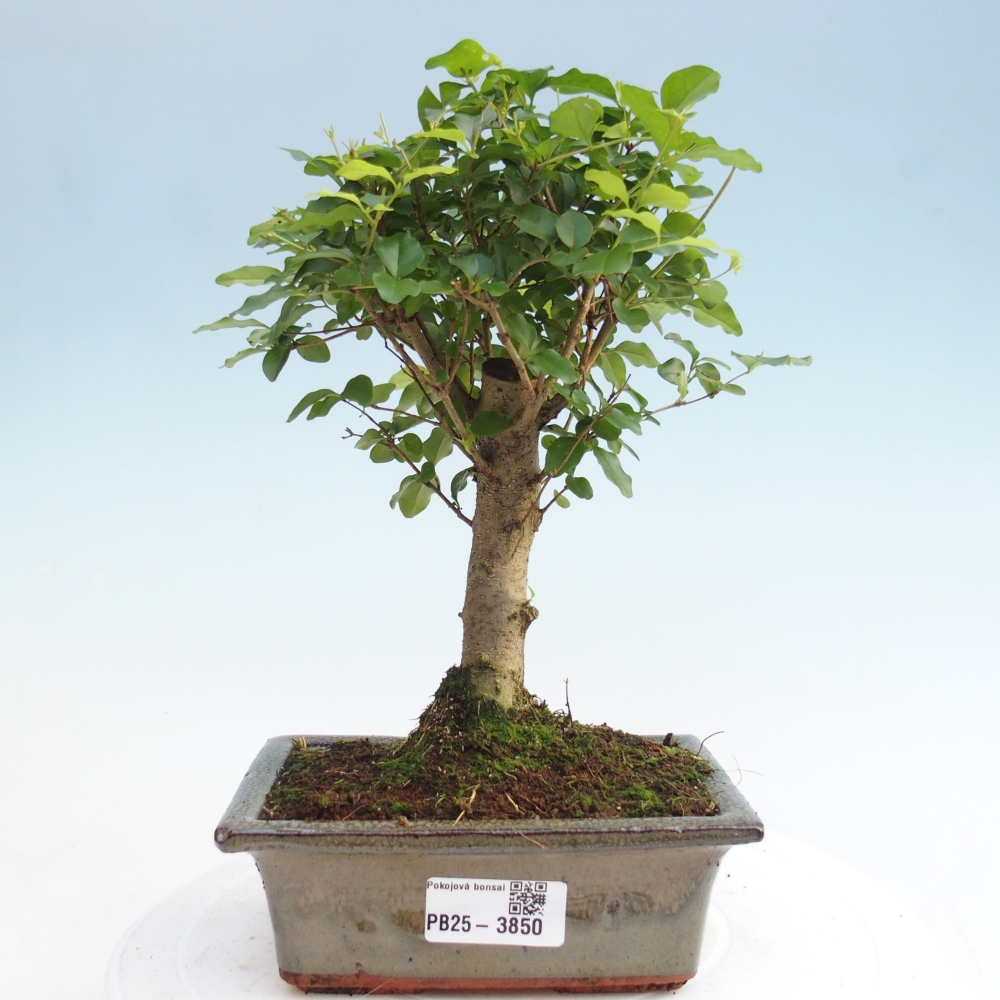 Kamerbonsai -Ligustrum chinensis - Vogelsnavel