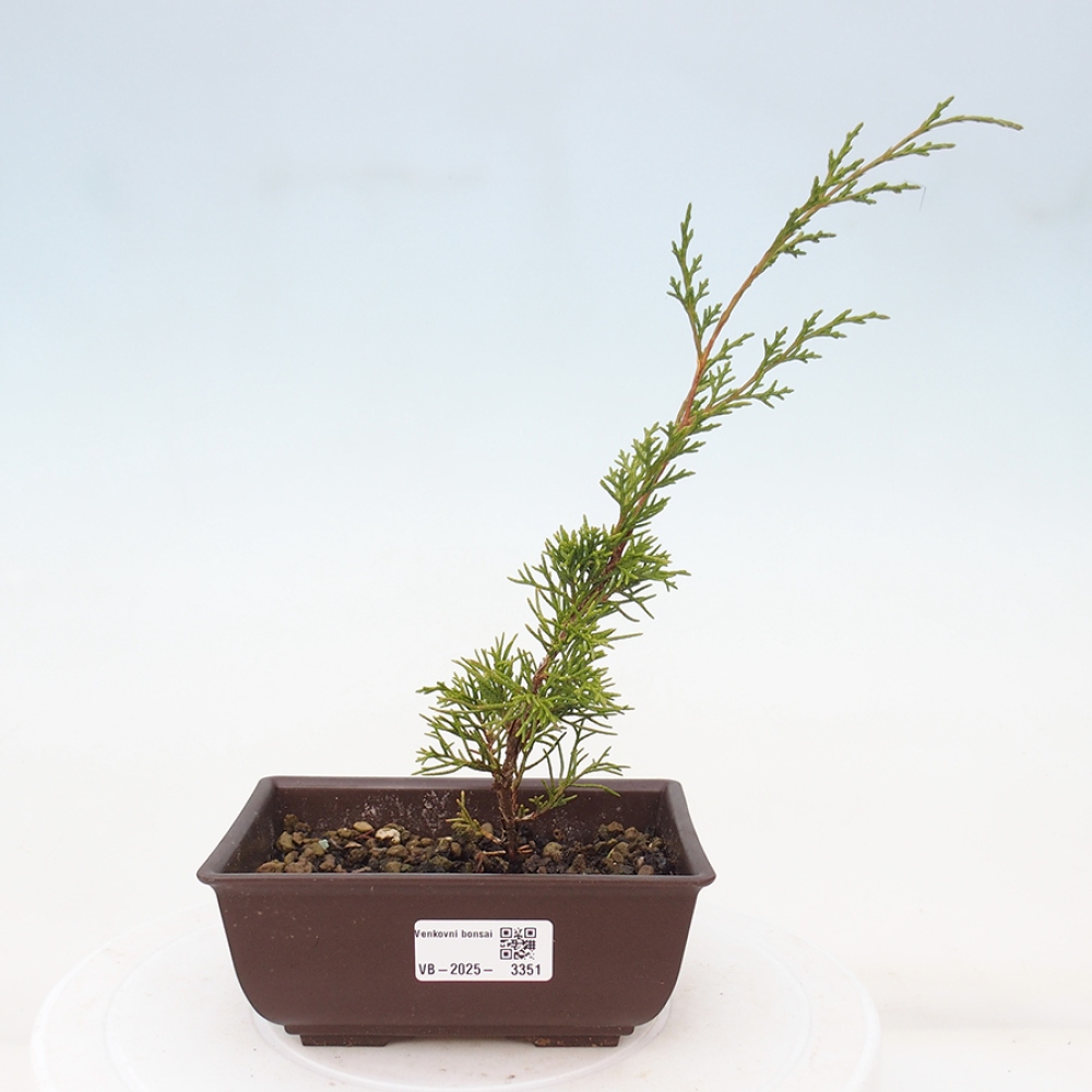 Bonsai voor buiten - Juniperus chinensis Itoigawa