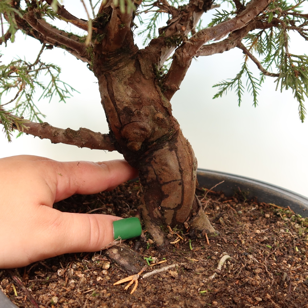 Bonsai voor buiten - Juniperus chinensis Itoigawa-Juniperus chinensis