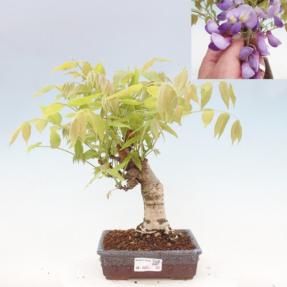 Bonsai voor buiten - Wisteria floribunda