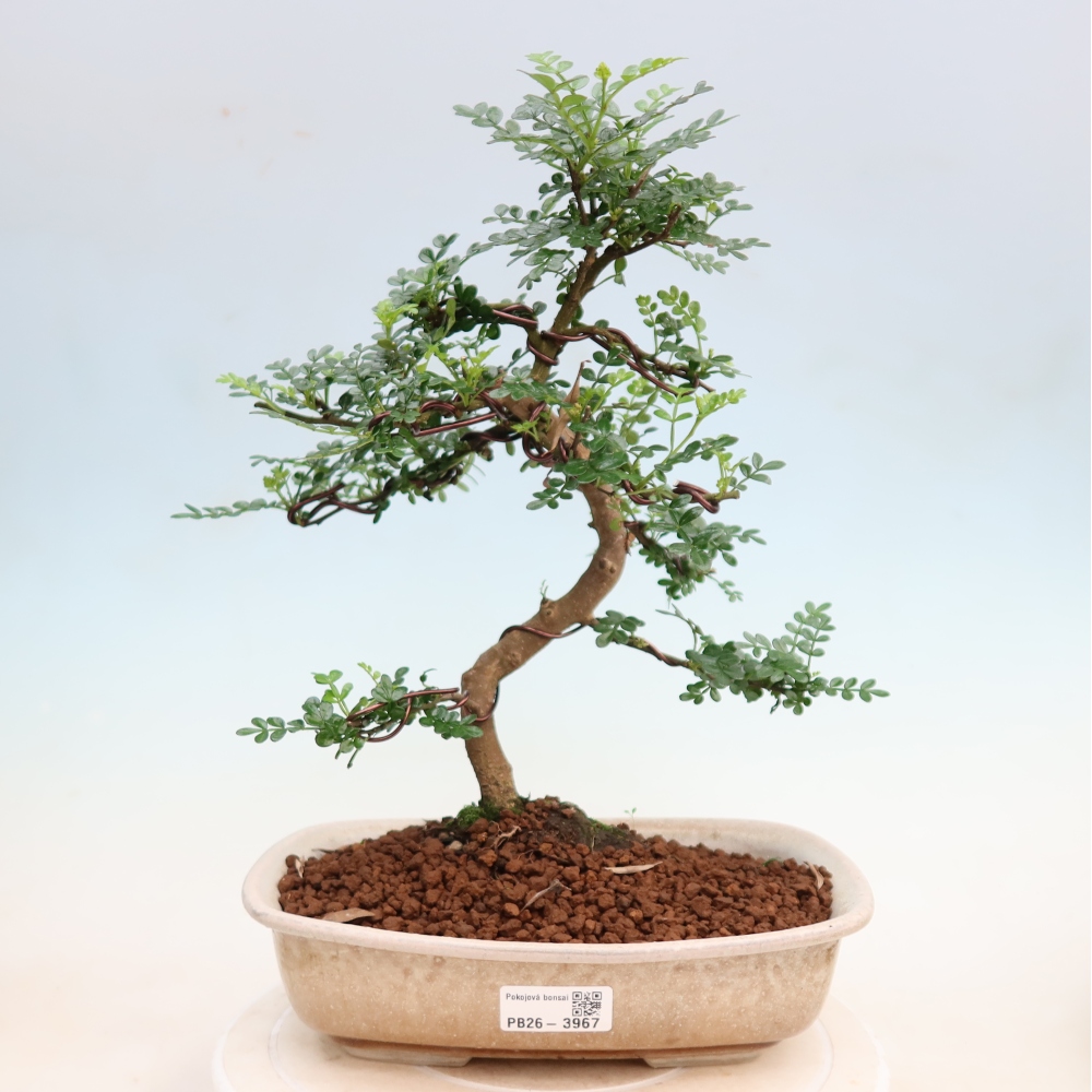 Kamerbonsai - Zantoxylum piperitum - peperboom