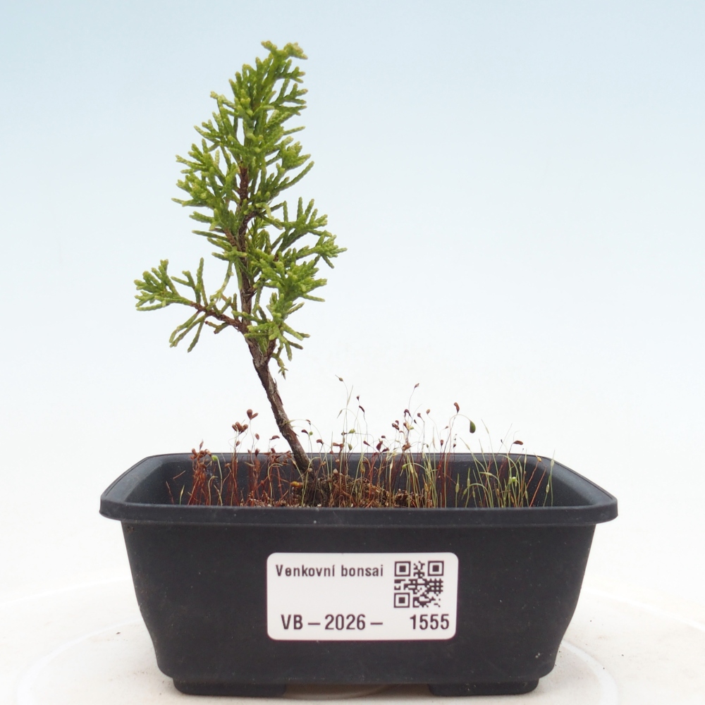 Bonsai voor buiten - Juniperus chinensis Itoigawa