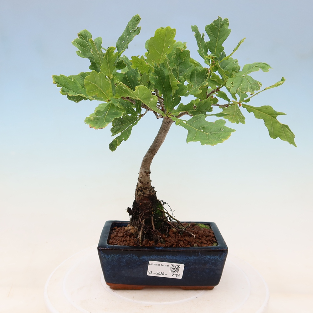 Buitenbonsai - Quercus robur - Zomereik