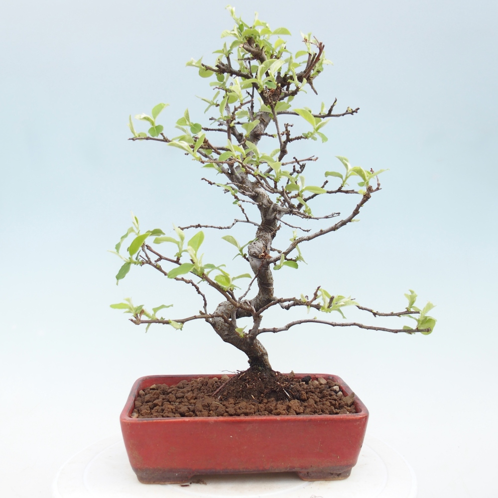 Bonsai voor buiten - Chaneomeles chinensis