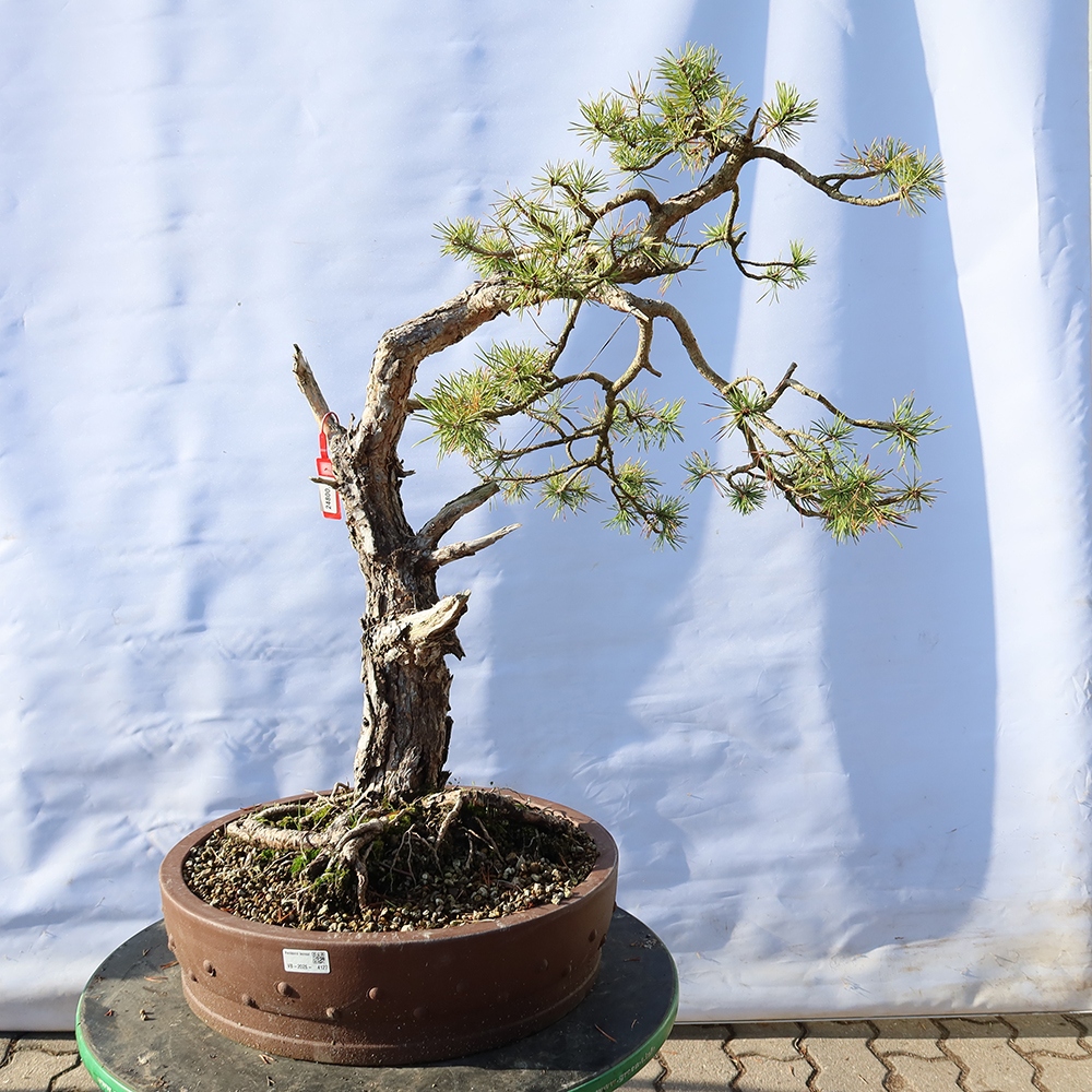 Pinus sylvestris Spanje - grove den
