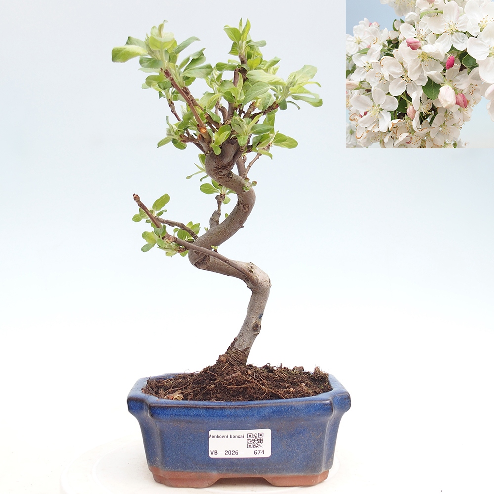 Bonsai voor buiten -Malus halliana - Appelboom met kleine vruchten