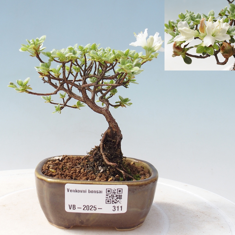 Bonsai voor buiten - Rhododendron indicum - Japanse azalea