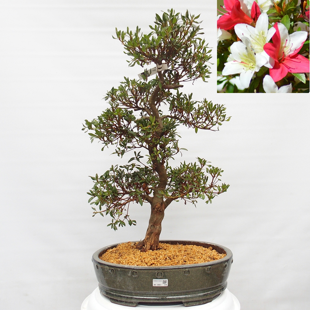 Bonsai voor buiten - Japanse azalea - Azalea CHIHIRO