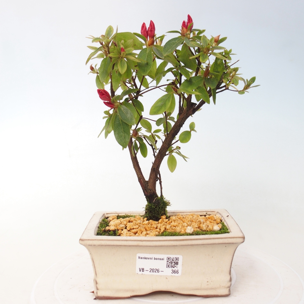 Bonsai voor buiten - Japanse azalea - Azalea sp.
